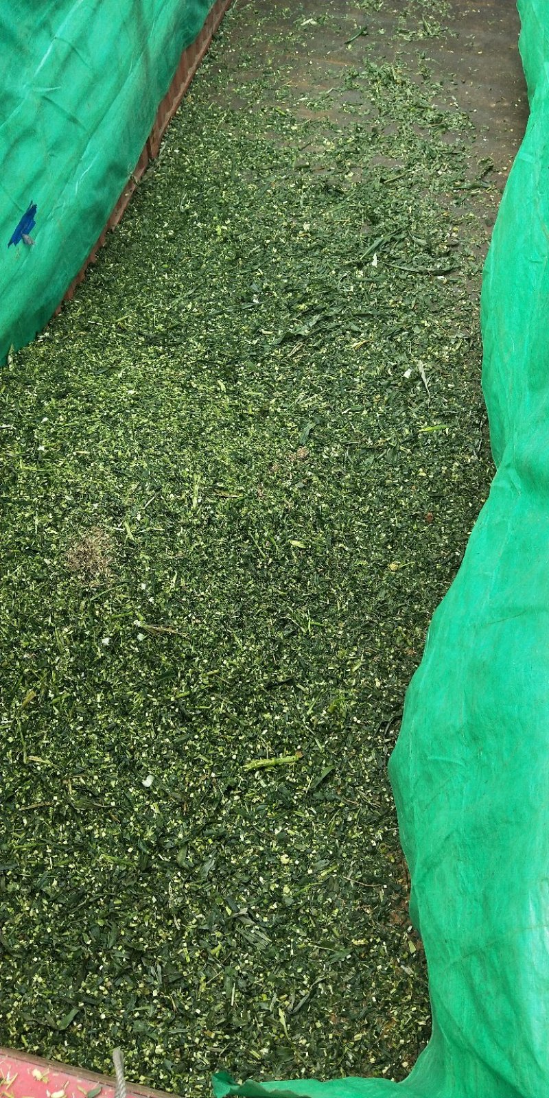 玉米杆青贮年出货量10000吨
