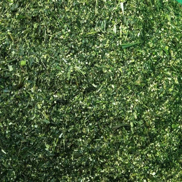 玉米杆青贮年出货量10000吨