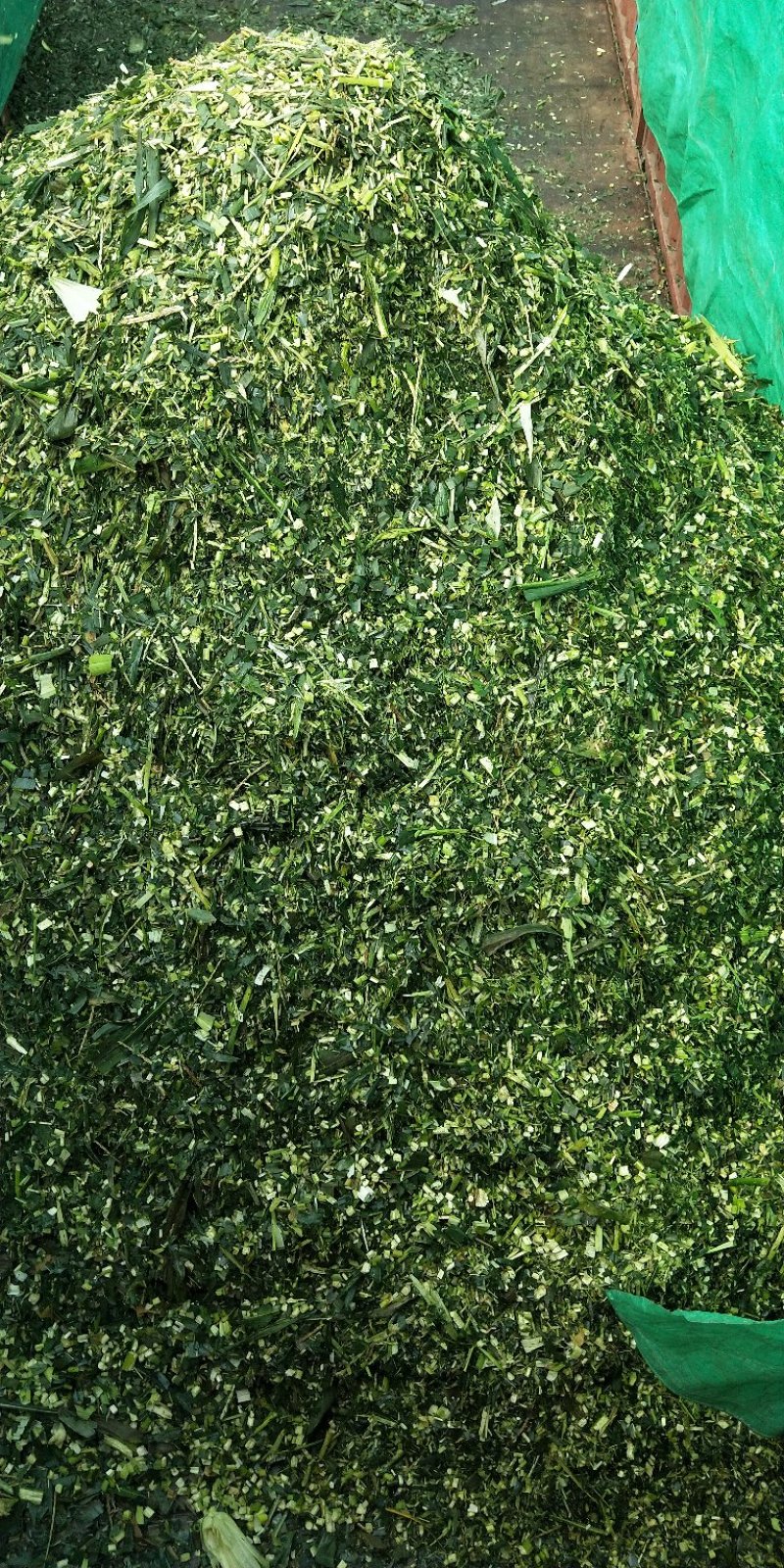 玉米杆青贮年出货量10000吨