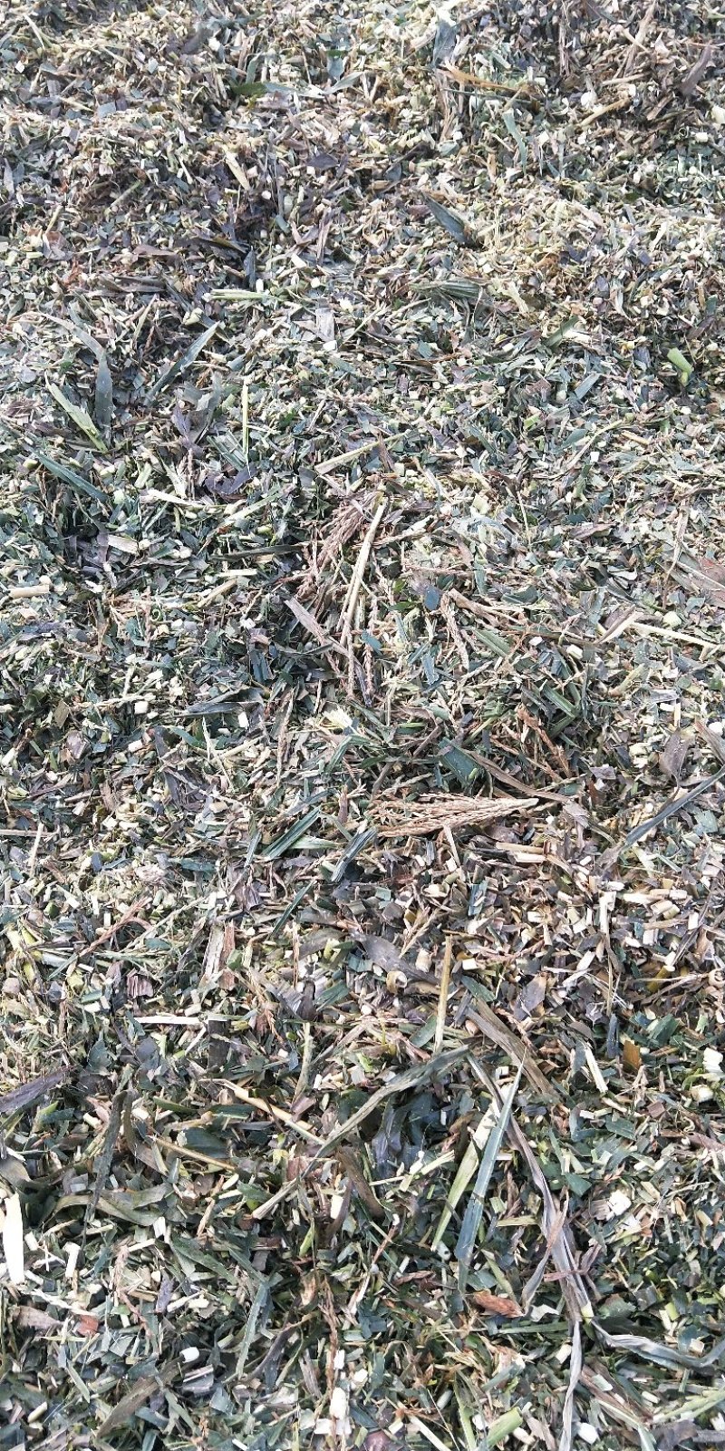 玉米杆青贮年出货量10000吨