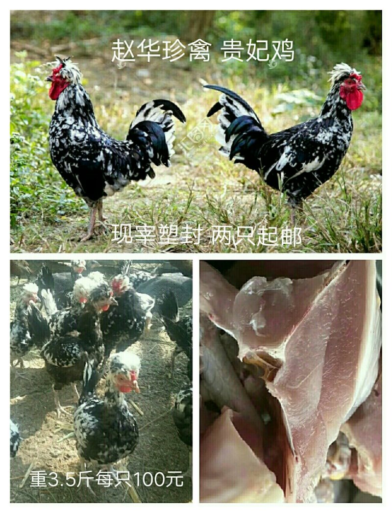 贵妃鸡，现购现宰，真空塑封两只起拍400斤包邮