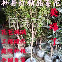杜丹红精品茶花规格齐全工程绿化庭院种植均可