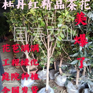杜丹红精品茶花规格齐全工程绿化庭院种植均可