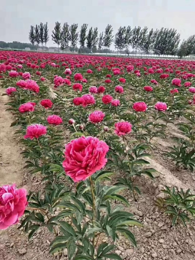 勺药花