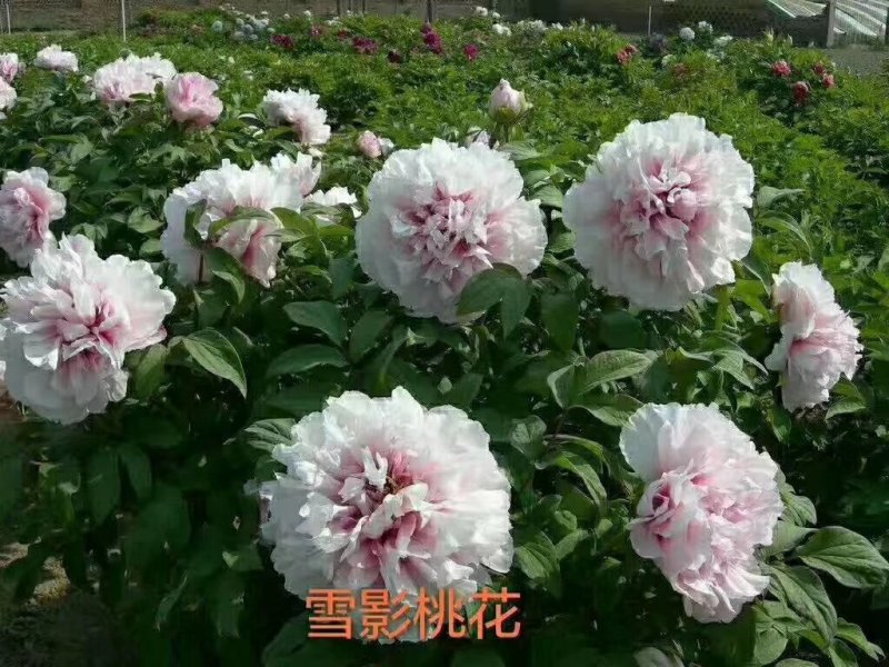 勺药花