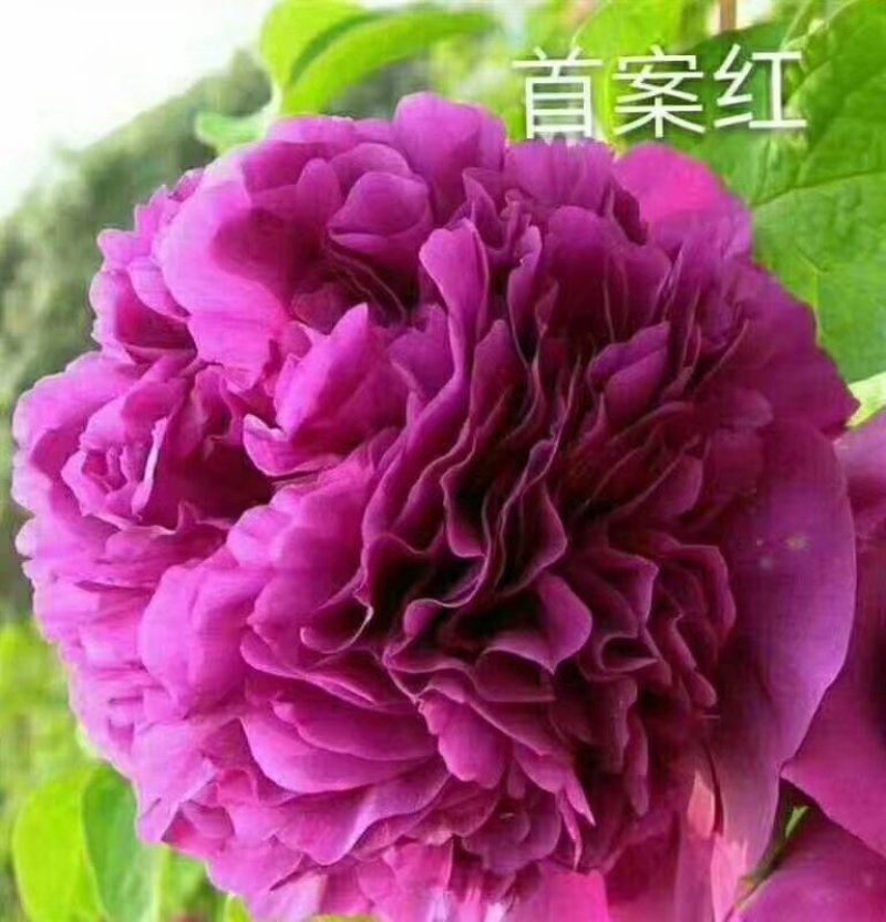 勺药花