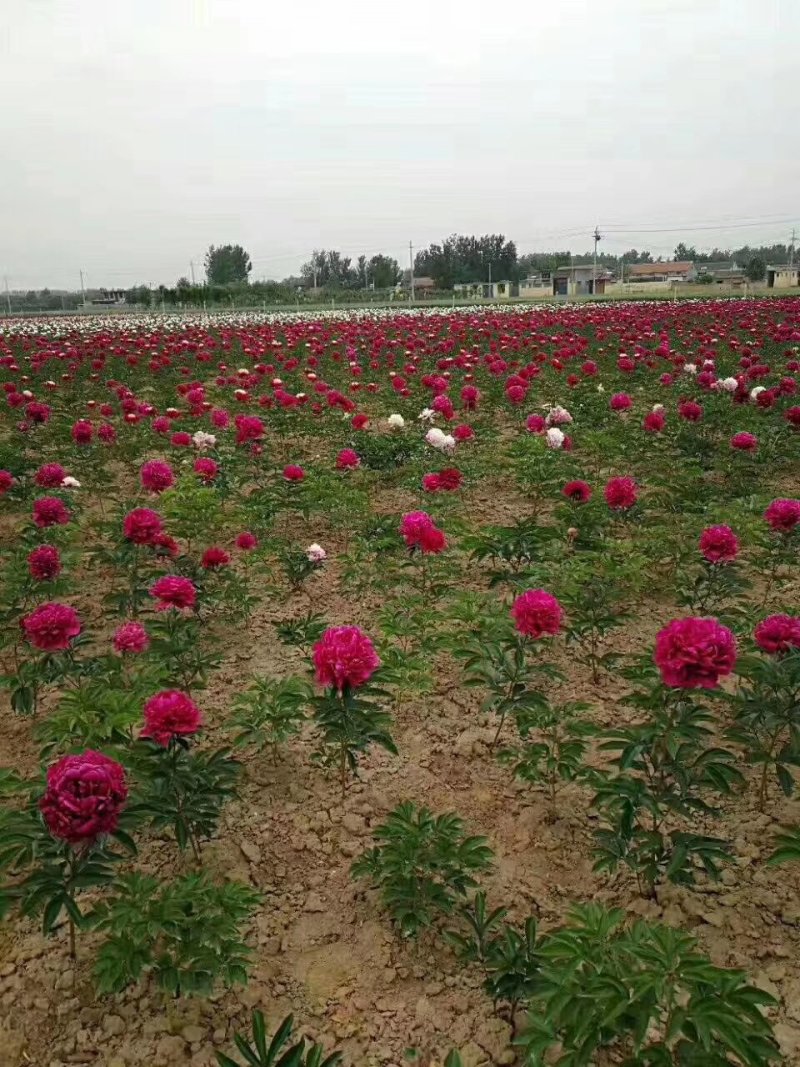 勺药花