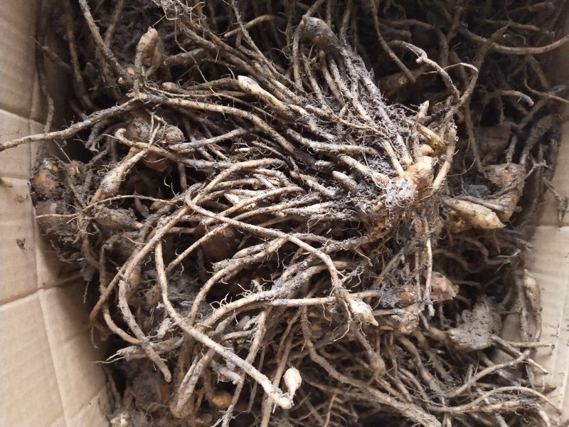 阳荷种根，阳荷种，欢迎选购，当年收益，欢迎光临
