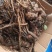 阳荷种根，阳荷种，欢迎选购，当年收益，欢迎光临