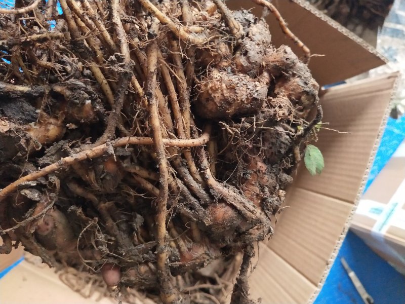 阳荷种根，阳荷种，欢迎选购，当年收益，欢迎光临