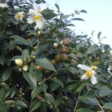 白花油茶树苗，下山桩树苗炸油