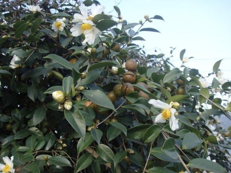 白花油茶树苗，下山桩树苗炸油