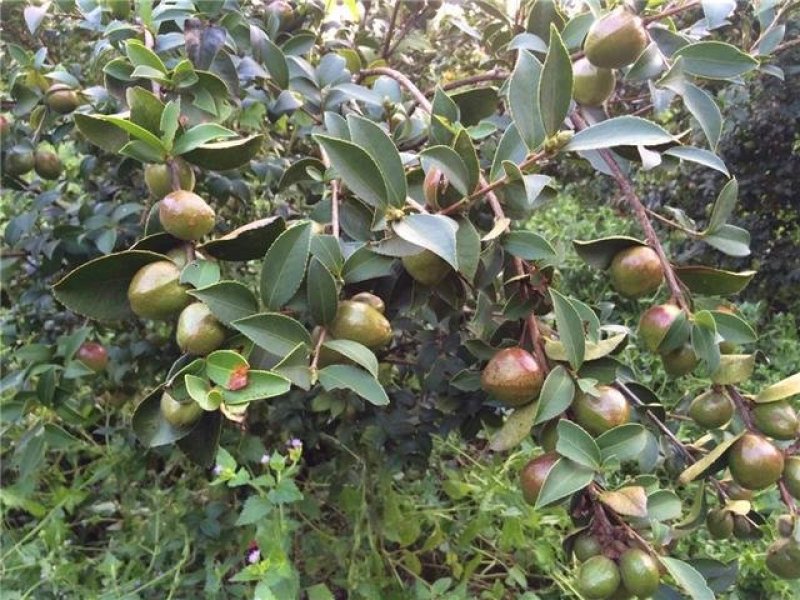 白花油茶树苗，下山桩树苗炸油