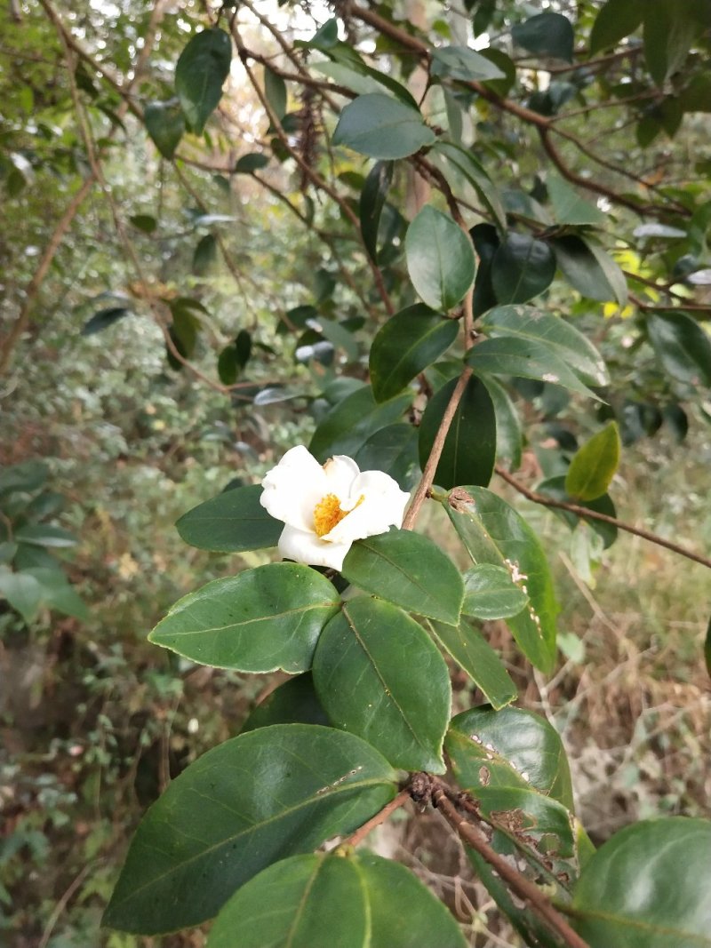 白花油茶树苗，下山桩树苗炸油