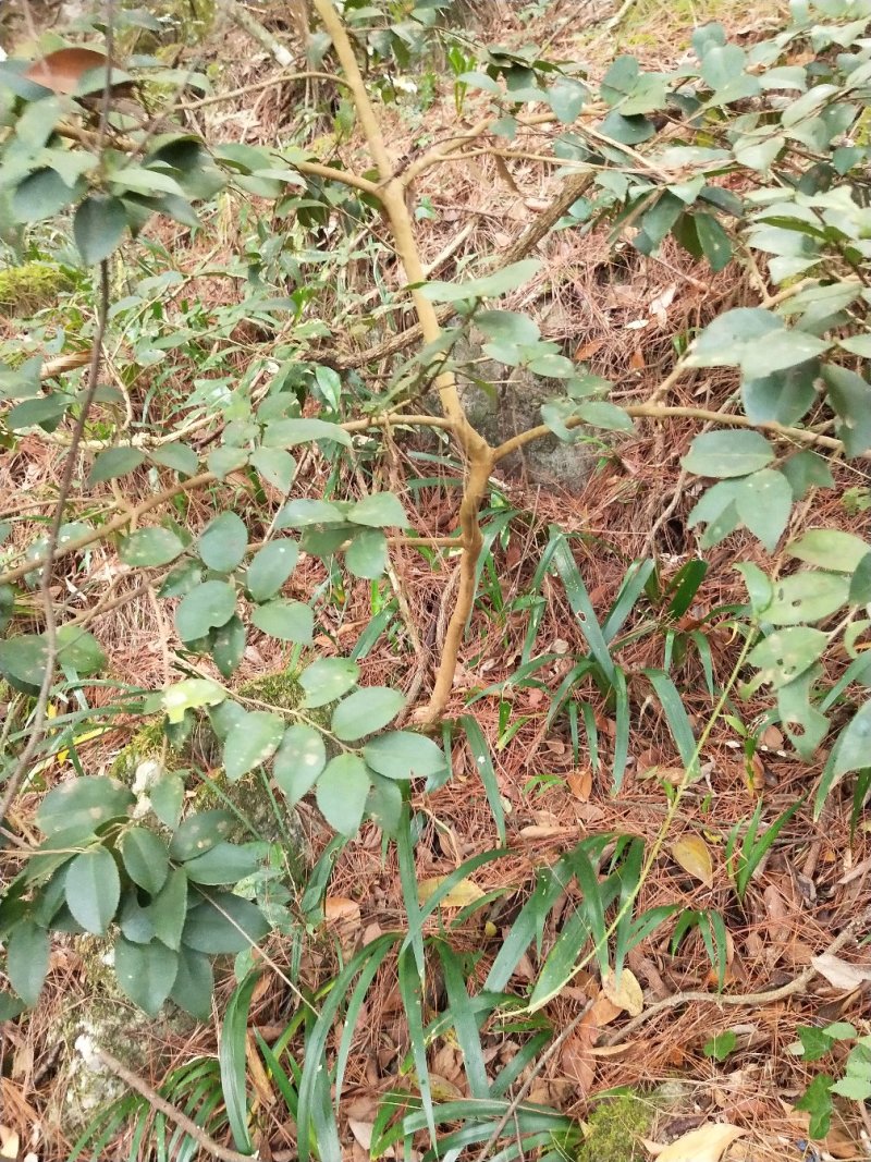 白花油茶树苗，下山桩树苗炸油