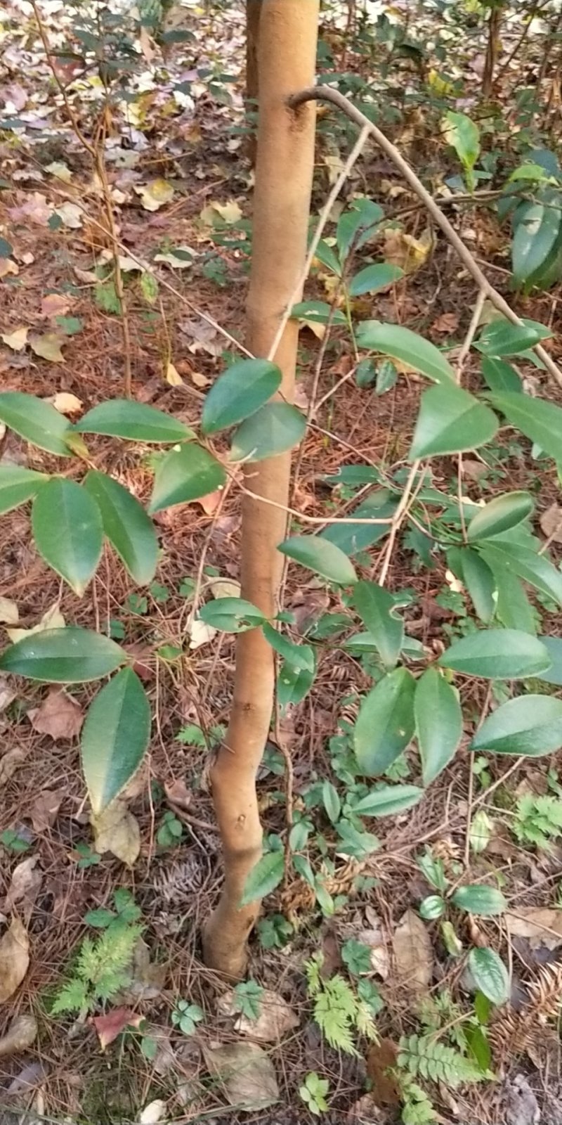 白花油茶树苗，下山桩树苗炸油