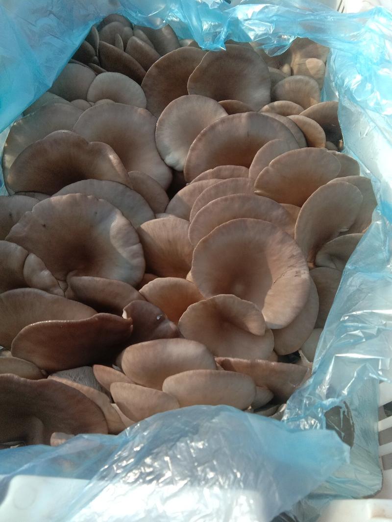 河北蘑菇食用菌鲜蘑菇平菇鲜平菇厂家直发品质保证