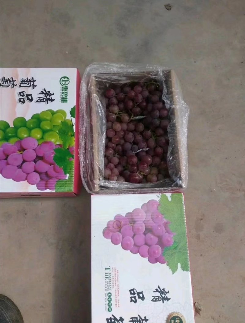 葡萄河北巨峰葡萄大量现货实力供应海量货源