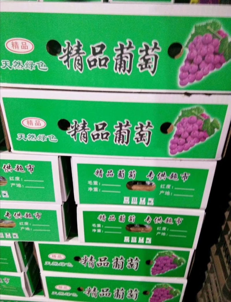 葡萄河北巨峰葡萄大量现货实力供应海量货源