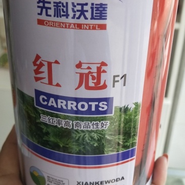 胡萝卜种子，三系杂交红冠品种，新田七寸胡萝卜种子