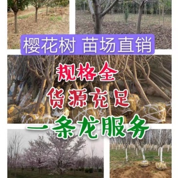 山东樱花基地低价出售10-20公分樱花，基地供应价格优惠