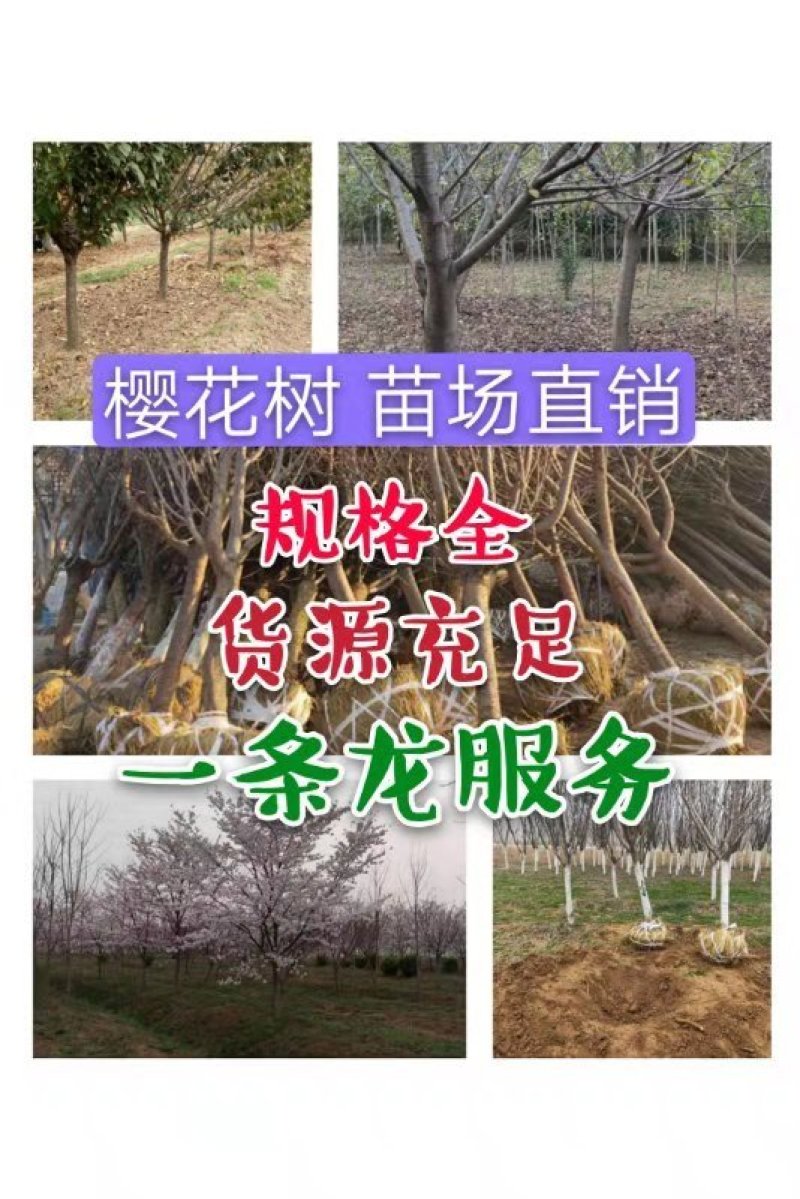 山东樱花基地低价出售10-20公分樱花，基地供应价格优惠
