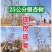 银杏基地低价出售25-30公分银杏树，树形优美价格优惠。