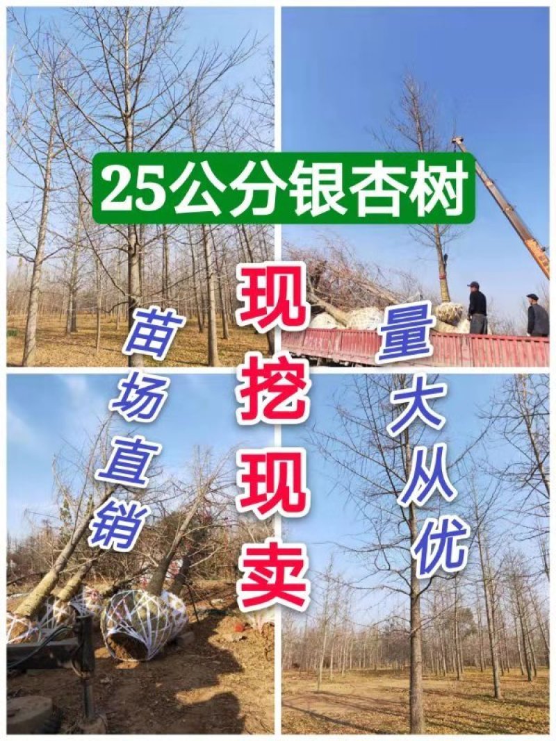 银杏基地低价出售25-30公分银杏树，树形优美价格优惠。