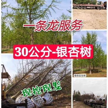 中国银杏之乡自产自销供应30公分银杏树，树形优价格优惠。