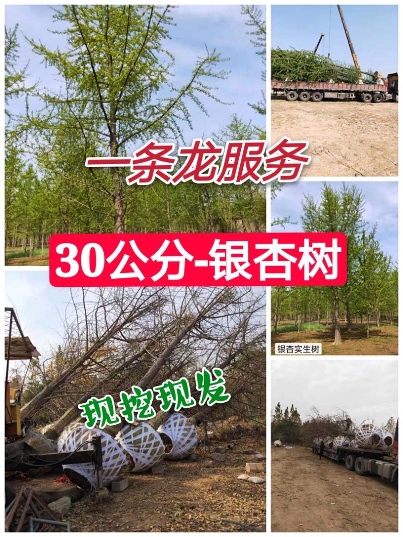 中国银杏之乡自产自销供应30公分银杏树，树形优价格优惠。