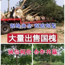 山东国槐基地自产自销供应国槐，树形优美，价格优惠，