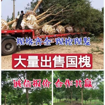 山东国槐基地自产自销供应国槐，树形优美，价格优惠，