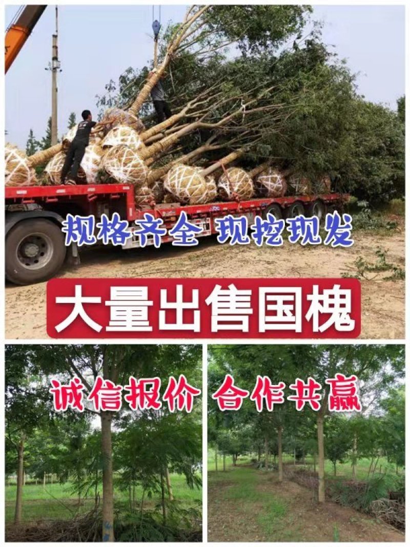 山东国槐基地自产自销供应国槐，树形优美，价格优惠，