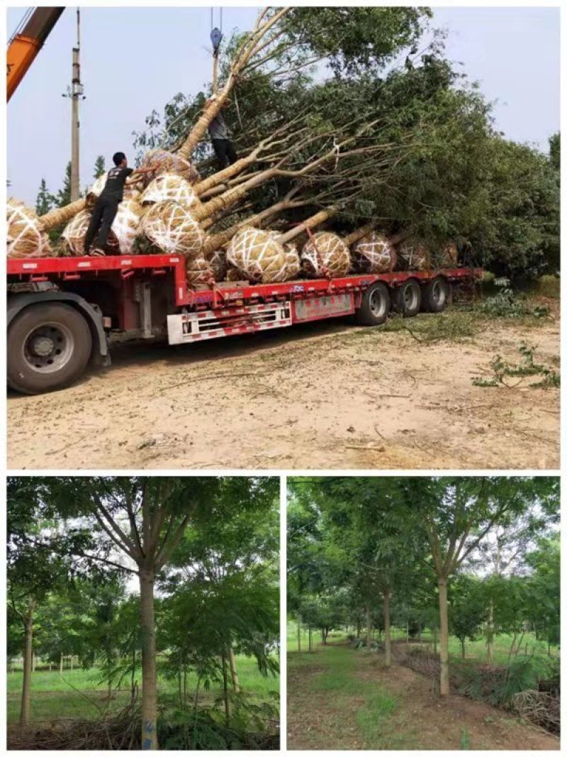 山东国槐基地自产自销供应国槐，树形优美，价格优惠，