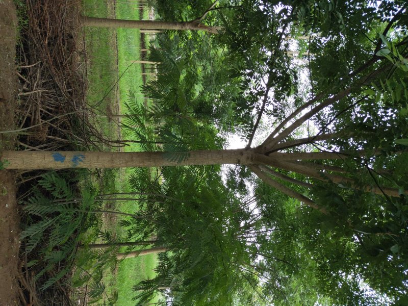 山东国槐基地自产自销供应国槐，树形优美，价格优惠，