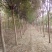 山东国槐基地自产自销供应国槐，树形优美，价格优惠，