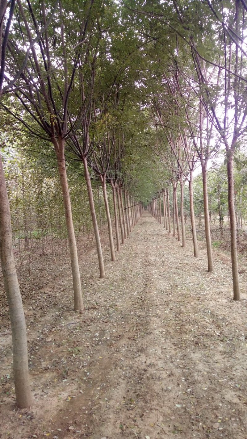 山东国槐基地自产自销供应国槐，树形优美，价格优惠，