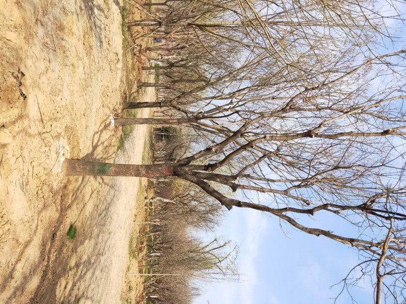 山东国槐基地自产自销供应国槐，树形优美，价格优惠，