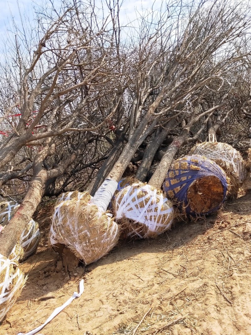 山东国槐基地自产自销供应国槐，树形优美，价格优惠，