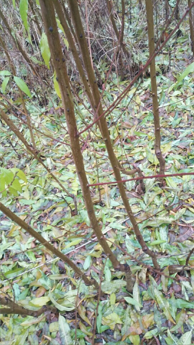 早油四八号，中油桃系列！品种纯！苗圃货源