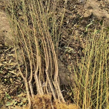 品种桃树苗、苗圃货源！品种保证，货源充足