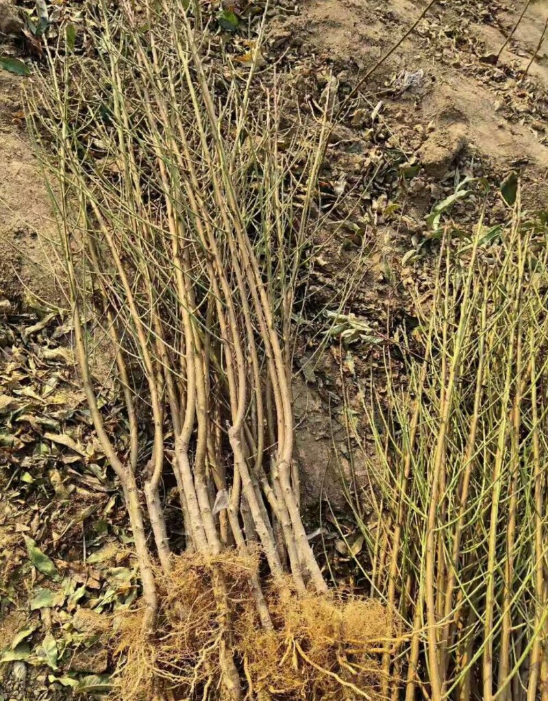 品种桃树苗、苗圃货源！品种保证，货源充足