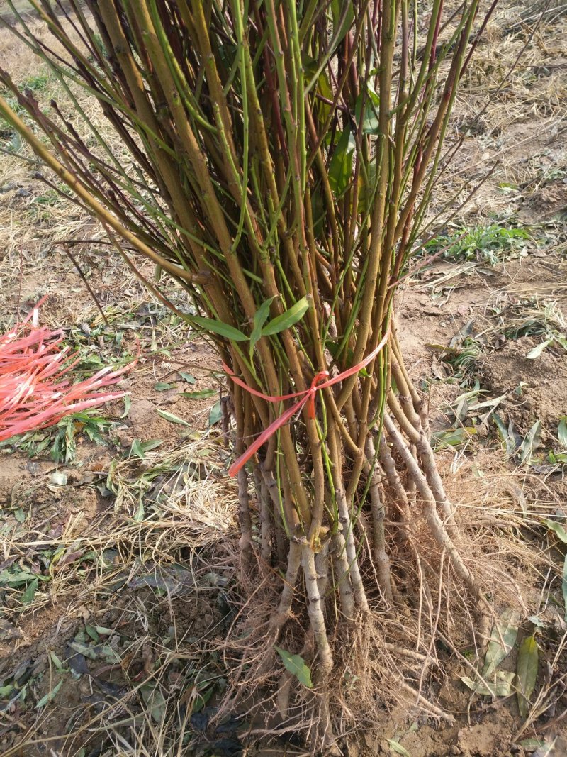 品种桃树苗、苗圃货源！品种保证，货源充足