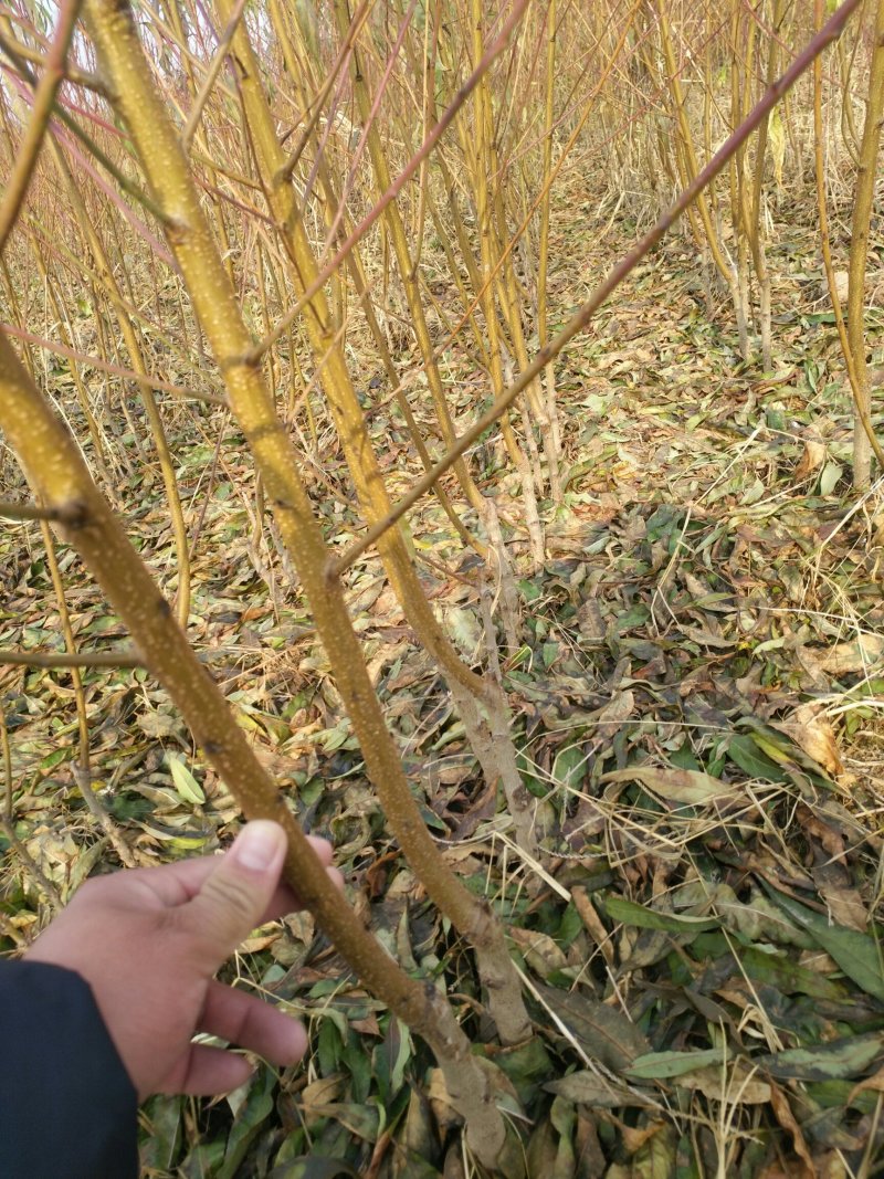 品种桃树苗、苗圃货源！品种保证，货源充足