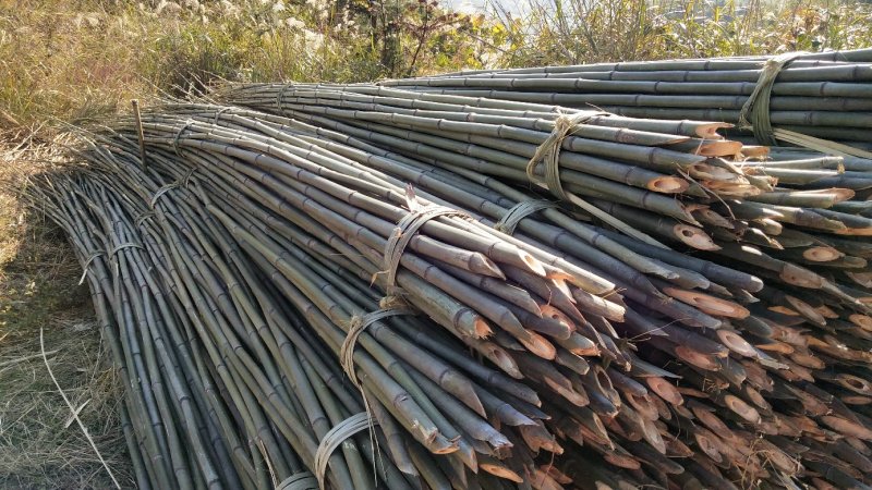 竹竿5.5米，六龙山大棚竹竿品质优良。