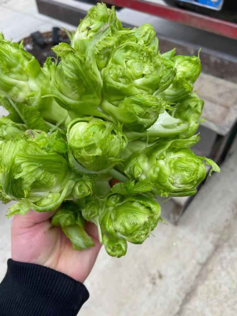 儿菜