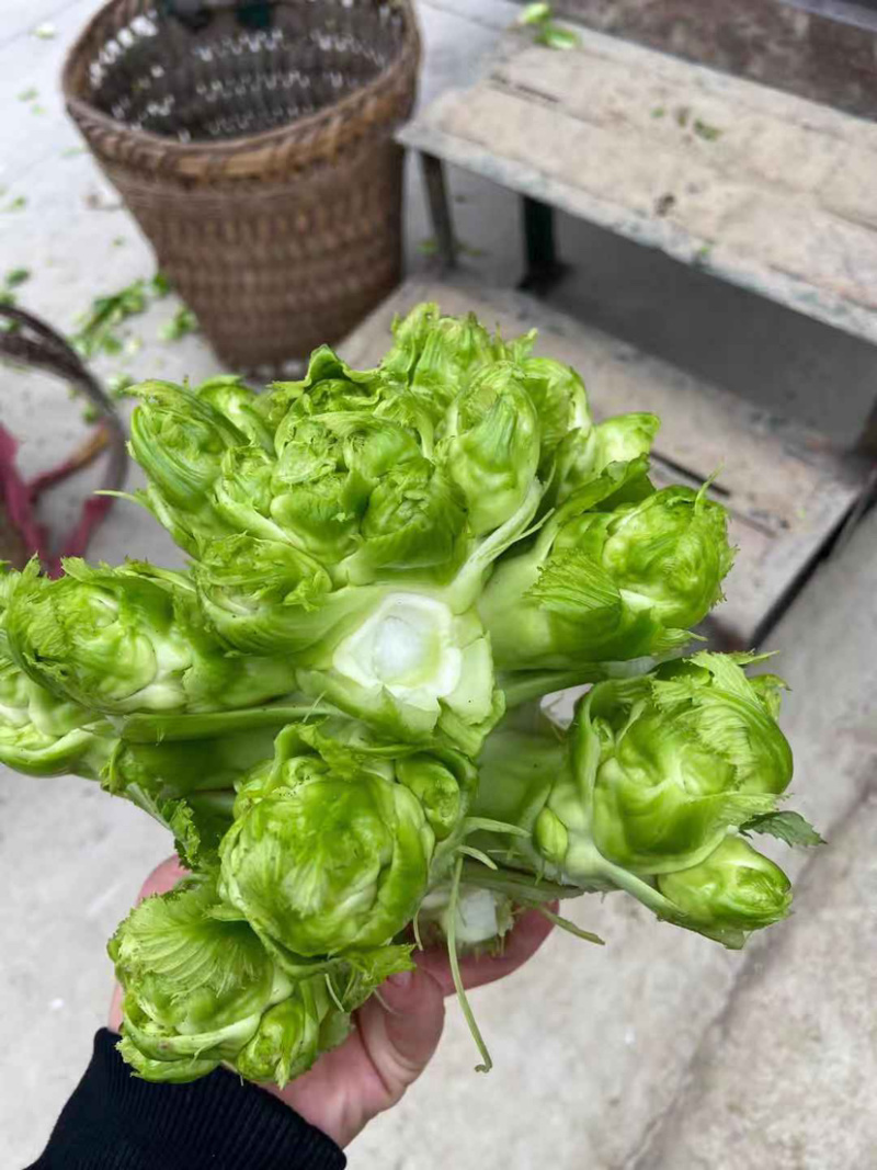 儿菜