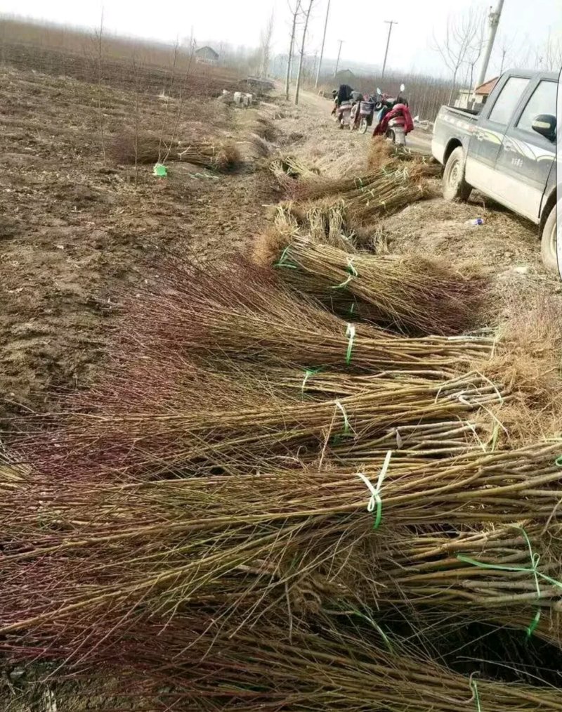桃树苗！毛桃苗各规格齐全！嫁接绿化占地土球裸根均可，