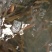 水产培育基地，黄鳝苗，台湾泥鳅苗，基地批发销售