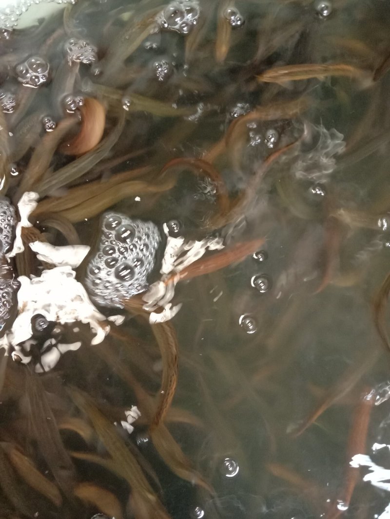水产培育基地，黄鳝苗，台湾泥鳅苗，基地批发销售
